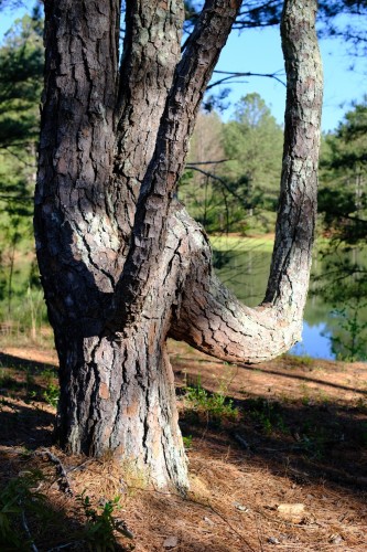 A tree by a pond with two branches growing like arms holding up