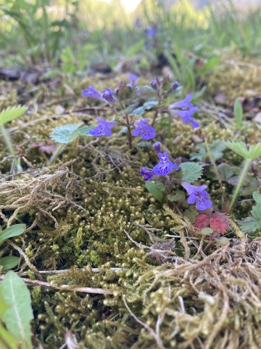 purple flowers push through a layer of rough moss, messy and jubilant