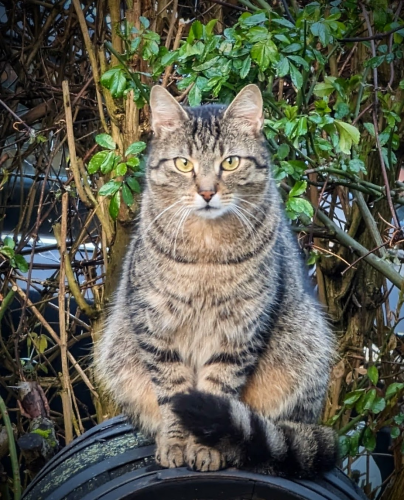 Foto einer getigerten Katze, die auf einem Holzfass in einem Garten sitzt und zum Betrachter schaut. 