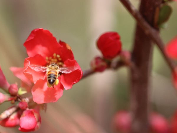 An pollinator pollinates a red flower