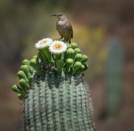 Brown desert thresher finds a place to perch a top a tall saguaro cactus blooming with white fragrant flowers.
