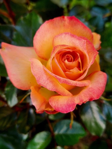 A rose blossom that is gold with pink accent.