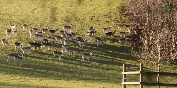 A herd of fallow deer in the corner of a field. There are bare trees to the right and a very low sun, to the left, is casting long shadows.