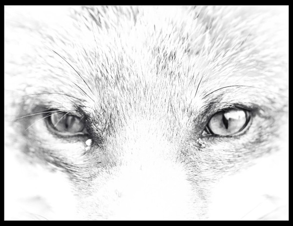 Black and white line photographic line image of a close-up of a fox's face showing two eyes and part of its muzzle. 
