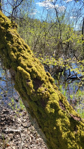 Tree trunk covered in moss. Lake shore covered in bushes and leaves in the background. 
