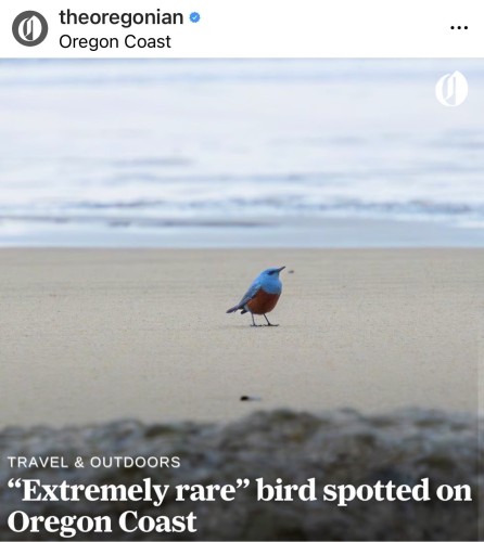 Instagram screenshot of a rare bird never seen in the wild in North America before 