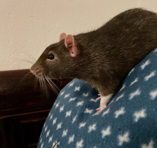 A close-up of a cute little pet rat standing on a blue fleece blanket with white stars.