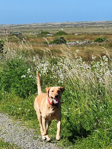 Happy Golden Labrador retriever trotting along on a gravel trail. Wild flowers and marsh grass all around.