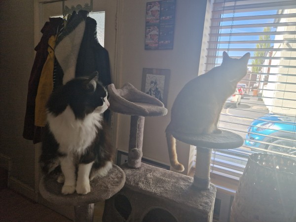 A cat tree near a window looking out onto a terraced street. Colin, an orange cat, is sitting on a plinth near the window, but is almost in shadow due to the light of the window. Eric, a black and white cat, is on a plinth nearer the room, but is looking over his shoulder towards the window.