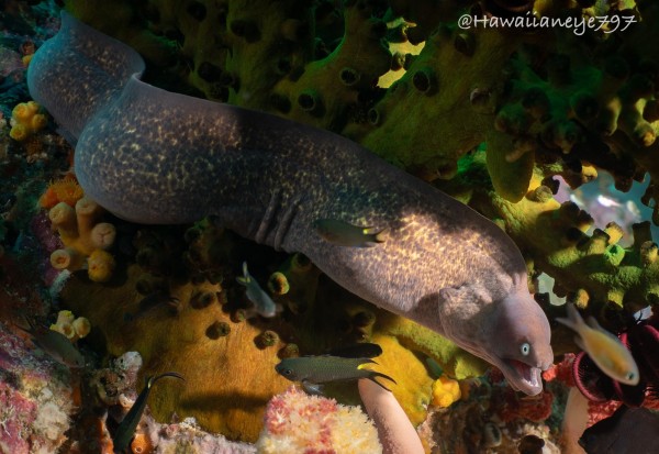 A moray eel pokes its head into a lighted patch in an otherwise shaded reef. 