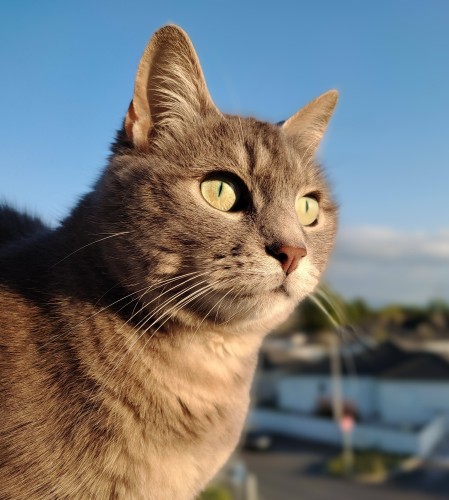 Zoom on a grey female cat that is piercing the horizon with her largely open green eyes, in front of a blue sky and a blurry suburb background.
