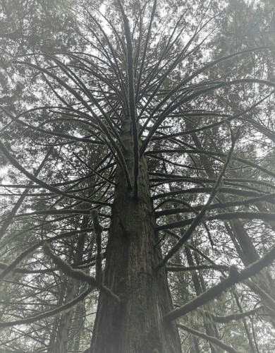 Looking upwards, on a magnificent cedar tree, with many moss & lichen covered curvy branches.