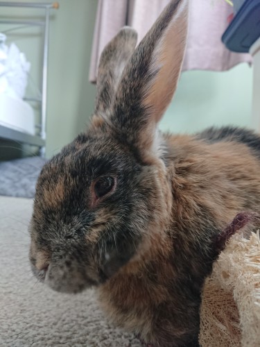 An orange, black and grey Harlequin rabbit sits sideways, with his left side facing the camera. There is a smile in his eye. He has a nibbled rabbit toy next to him. 