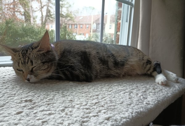 A sleepy young tabby cat is stretched out like a baby seal on a soft fuzzy white window shelf.  Her forelegs are tucked up tight under her body.  Her little white feet are showing.