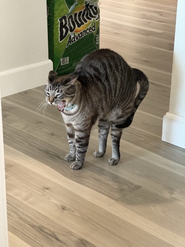 A tabby cat standing on a wooden floor with a bag of Bounty paper towels in the background. The cat is stretching its back and has its mouth open in a way that looks like it is screaming.