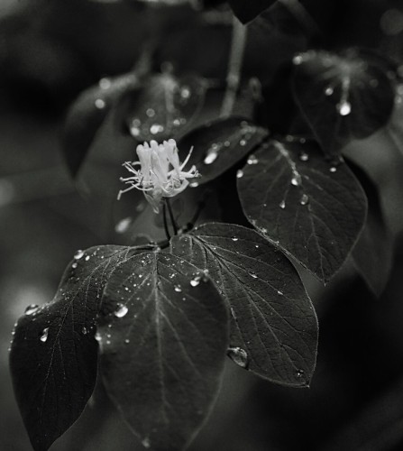 Black and white image of a plant with leaves and a single flower covered in water droplets.