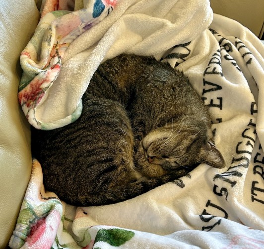 A black and brown striped tabby cat lays curled into a ball atop a soft blanket. His eyes are closed, and one paw is slightly covering his face.