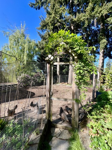 A backyard with a fenced off yard. The gate is visible in the foreground. It covered by a gables pergola with a decorative vine snaking over the top. Several chickens are milling around beyond the fence which is made of netting. Tall fir trees in the background and a sunny blue sky. 
