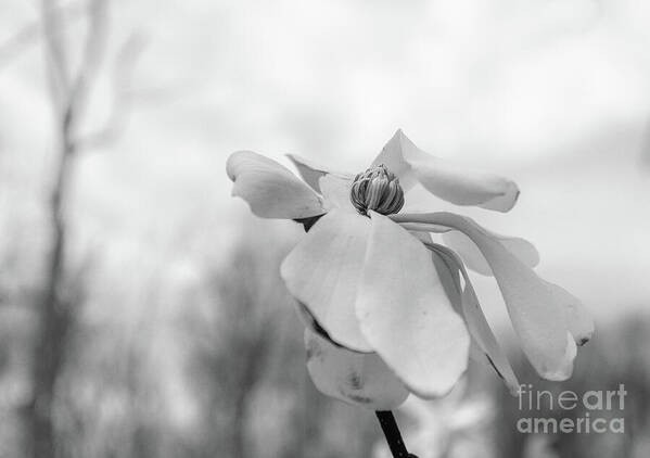 B&W photo of a lovely white Magnolia flower this Spring