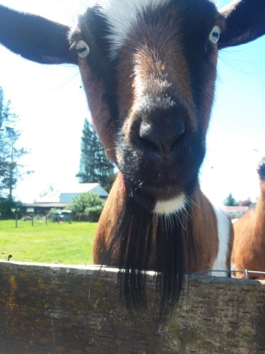This mini-goat has a nice set of whiskers hanging underneath its mouth.