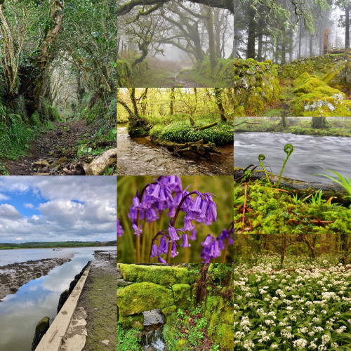 A collage of photos including bluebells Misty oaks and wild garlic.