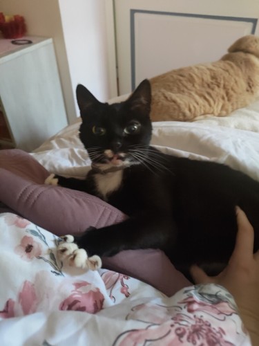 Domino, une chatte noire, est allongée sur un lit. Je la caresse sur le ventre. Elle apprécie.