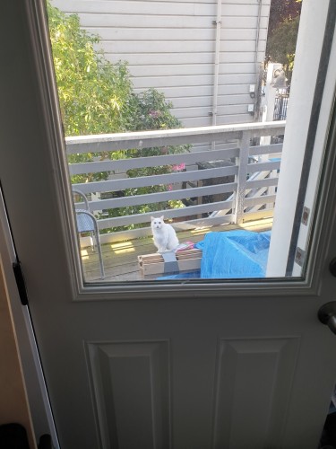 Long haired white cat with one blue and one yellow eye, making steady eye contact from the porch, through the window of the back door that stands ajar.