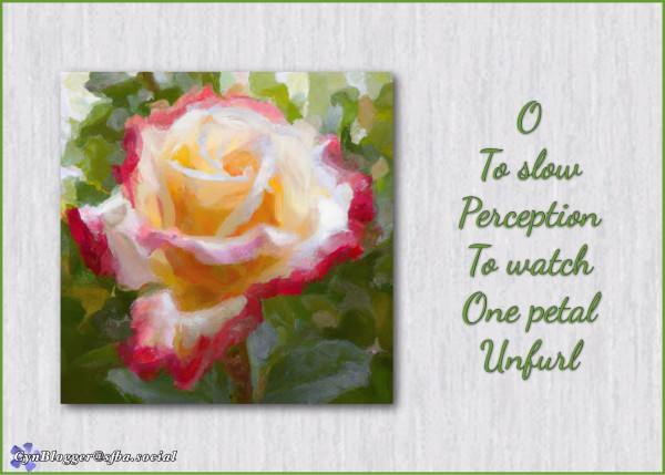 Haiga/haiku. Graphic shows an open pink and white rose (“Double Delight”) surrounded by greenery, in an inset square against a light gray background. Text reads, “O to slow perception to watch one petal unfurl” 