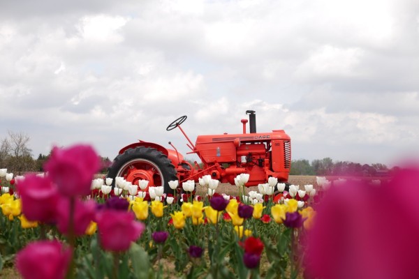 An orange antique tractor behind a blurred foreground of colourful tulips. Behind the tractor is an expansive field and and an overcast sky

f2.8, 1/2000s, iso100, 72mm