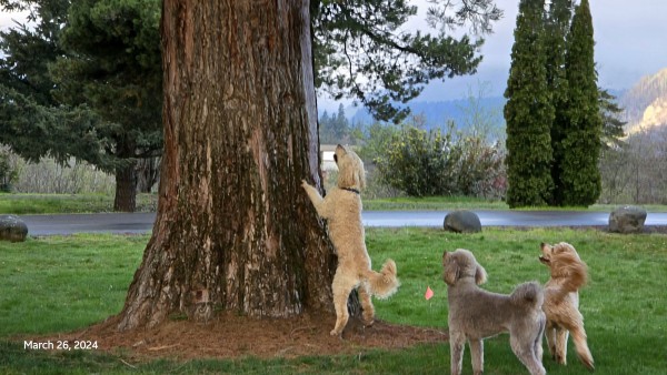 Three goldendoodles barking at a sequoia tree demanding the squirrel surrender immediately.