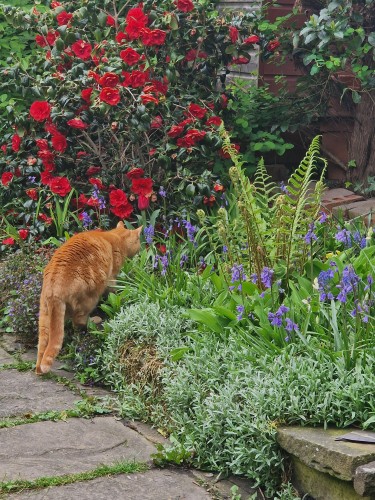 Colin, an orange cat, running away from the camera, into a flower bed. There is a fern, a camellia which is past it's best and lots of bluebells. Colin's tail is a bit puffed up.