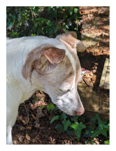 daytime in dappled shade. high-angle, close-up side view of a small terrier with short, white fur and tan markings. he's looking down. the background is ivy and dewberry vines with a pile of scrap wood.