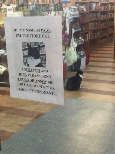 Photo of a sign taped to a book store window. The sign says, “Hi! My name is Page. I’m the store cat. I scratch and bite. Please don’t touch or annoy me. (Or call me ‘fat’ or ask if I’m pregnant)” There is a portrait picture of Page in the middle of the sign. Right behind the sign in the book store is Page the cat sitting in profile with its right side facing the viewer. The cat has a beautiful and majestic sitting posture, like it owns the store. It looks like it could ignore everybody really well.