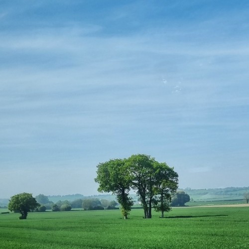 Lush green fields of new wheat dotted with trees, the land fades into a haze in the far distance