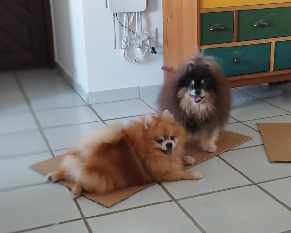 An orange Pomeranian named Zap and a black and tan Pomeranian named Guida on top of the new cardboard.