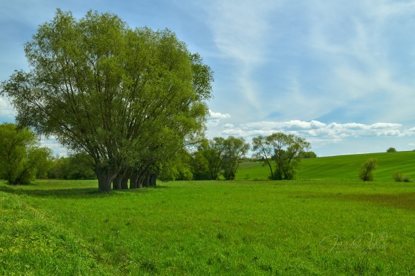 Extensive green spring meadows with groups of trees. In the left part of the photo, a group of seven old willows growing very close together. Above the landscape a blue, slightly cloudy sky.