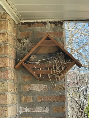 A light brown mourning dove, sitting in a messy nest inside of a wooden dove house, which is secured to a brick wall.