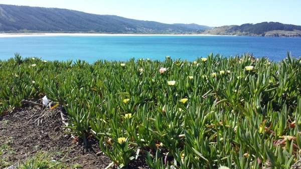 En primer plano, unas plantas con flores amarillas. Detrás se ve un mar de azul muy claro en una bahía con una playa toda alrededor con montañas verdes a continuación.