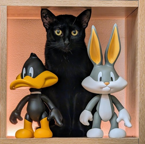 Photo carré. A l'intérieur d'une étagère carré, deux figurines, de Bugs Bunny et de Daffy Duck, et Voyo derrière eux, petite chatte noire aux yeux orangé qui le surplombe d'une tête.
La figurine de Daffy Duck à gauche est légèrement de travers, bousculé par la chatte en rentrant dans l'étagère. 