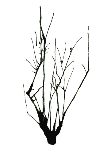 Stark Black Abstract Tree watercolor painting. Solitary, leafless black tree on white. Perfect minimalist image for the modern home. Background color on products can be changed by clicking "customize product." Have fun playing around with it!