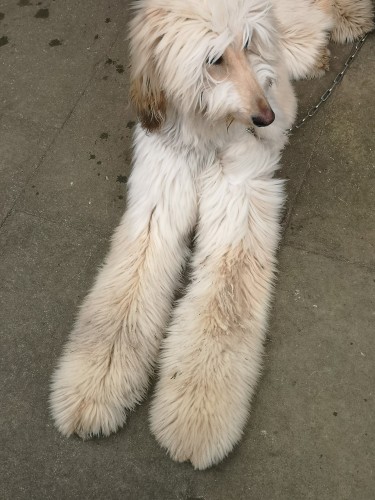 A view looking from above, of a very pale coloured Afghan Hound puppy, about a year old.  In the image, only his front paws and head are the main subject matter. 

This is because he's lying down, with his head up watching someone out of shot. His paws extend a long way in front and appear, thanks to his hair, to be massively wide.

This is "Malaki" and he's absolutely gorgeous and has the softest coat!