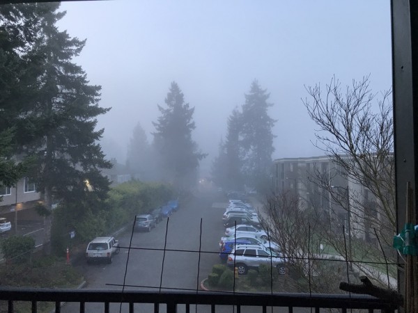 An suburban apartment building parking lot is flanked by tall fir trees looming out of early morning fog; but much prettier than I’m making it sound. It’s just at daybreak and the fog washing around the trees seems tinted green. Between the trees some of the fog seems to carry a tiny hint of lavender.