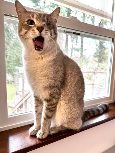 Photo of Doots, a one-eyed Lynx Point Siamese cat, sitting in a window with his mouth half open (about to yawn), looking excited. 