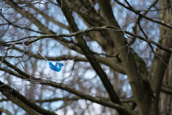blauer Rest eines Drachen im einem blattlosen Baum