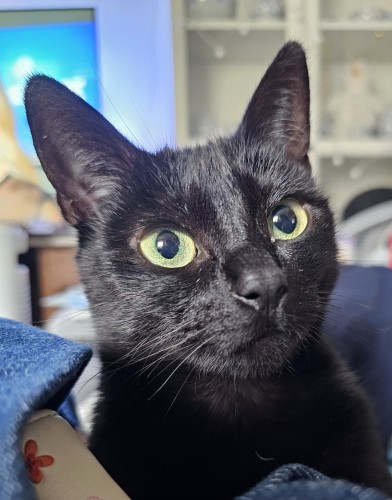 Foto: Portrait einer schwarzen Katze