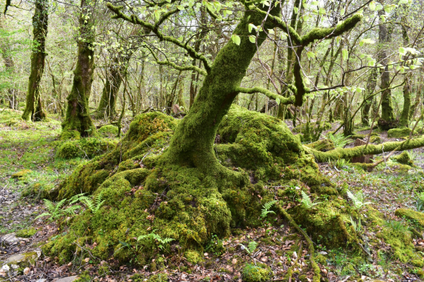 A small beech tree on a mossy mound.