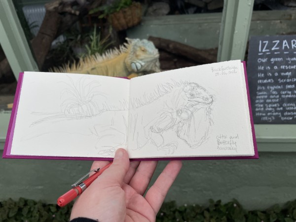 Picture of a sketchbook with a pencil sketch of an iguana that is standing in the background in her terrarium.
It’s a rescued iguana. 