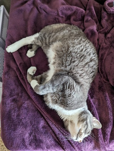 A gray and white tabby cat on a purple blanket. He is lying on his side, with three paws curled and one stretched out perfectly straight. He is twisted as if to roll over, exposing his little white chin.