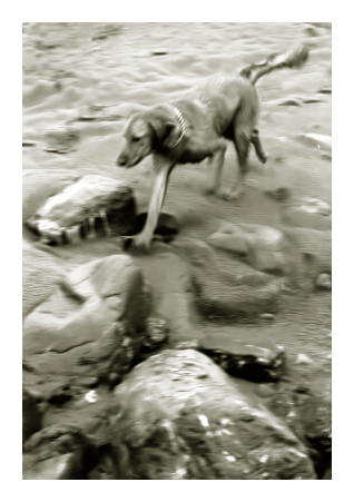 overcast day. black and white close-uo with motion blur. an irish setter runs at an angle on a section of beach with wet sand and many small boulders. 