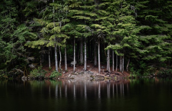 A photograph of some trees along the side of a lake. Central to the shot are trees reflected in the lake, bare until halfway up, giving the impression of teeth.